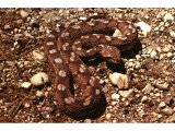 The Carpet Viper is well camouflaged in the stony desert, and is poisonous. It can strike without provocation, and its bite can cause death after several days. It sometimes become very numerous in a small area.